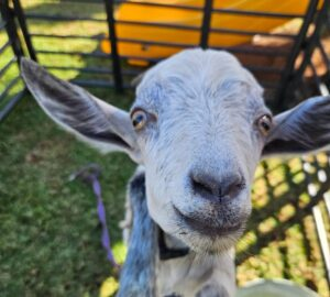 Curious goat at The Farm Corner petting zoo incursion