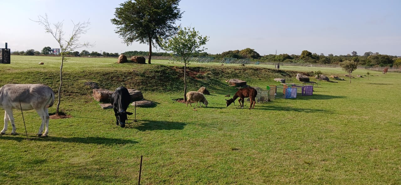 Donkey, cow, sheep and alpaca grazing at The Farm Corner mobile petting farm