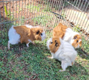 Fluffy guinea pigs in a safe enclosure at The Farm Corner