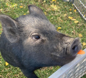 Pig snacking on a carrot at The Farm Corner farm animal incursion