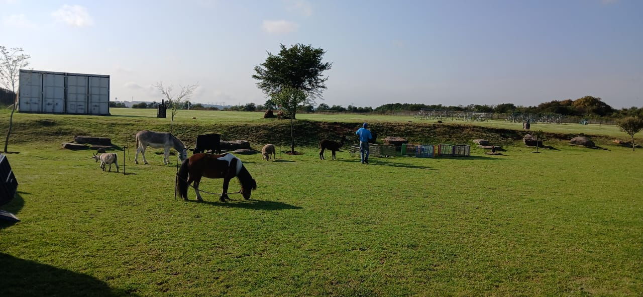 Pony, donkeys, sheep and alpaca on the field during a Farm Corner visit