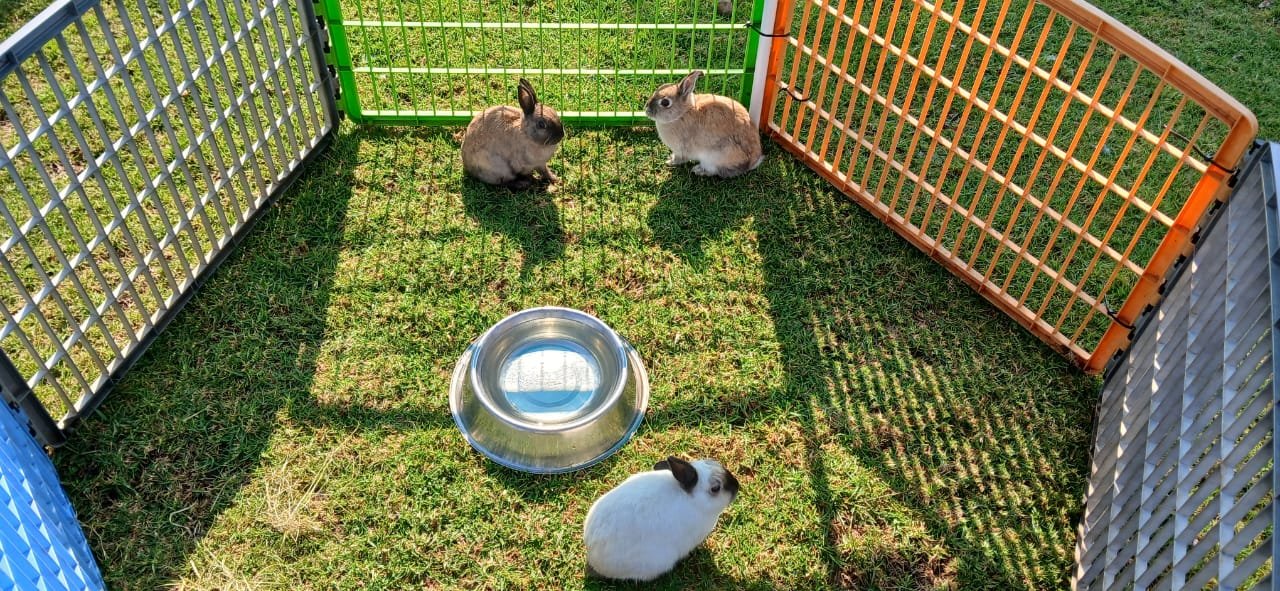 Rabbits in a colourful enclosure at The Farm Corner incursion