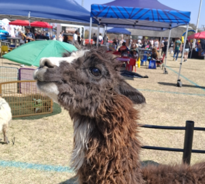 Alpaca at The Farm Corner school incursion