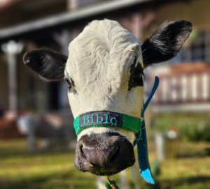Friendly young cow named Bibi greeting school children