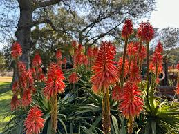 Pretoria Botanical Garden Outdoor Excursion — 3