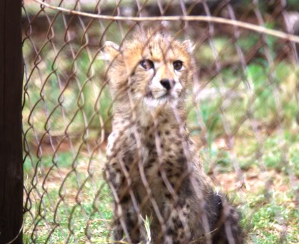 Ann van Dyk Cheetah Centre — 1