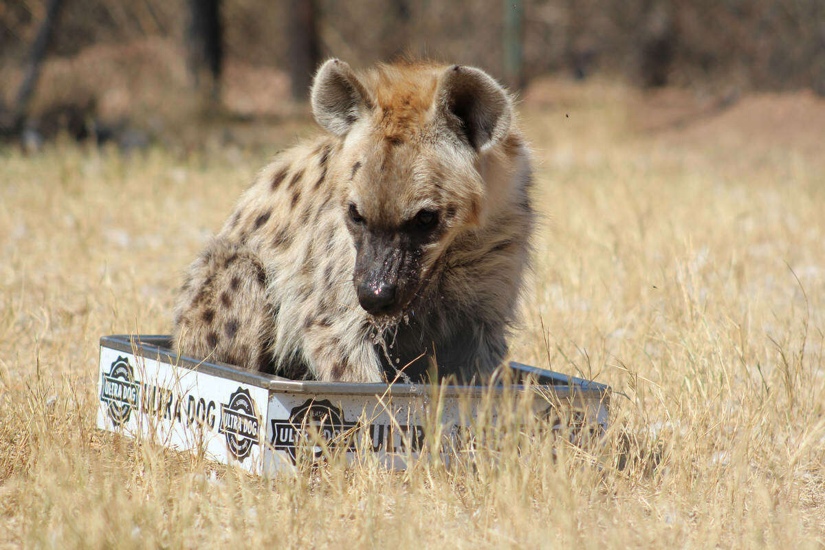 Ann van Dyk Cheetah Centre — 4
