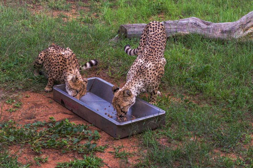 Ann van Dyk Cheetah Centre — 6