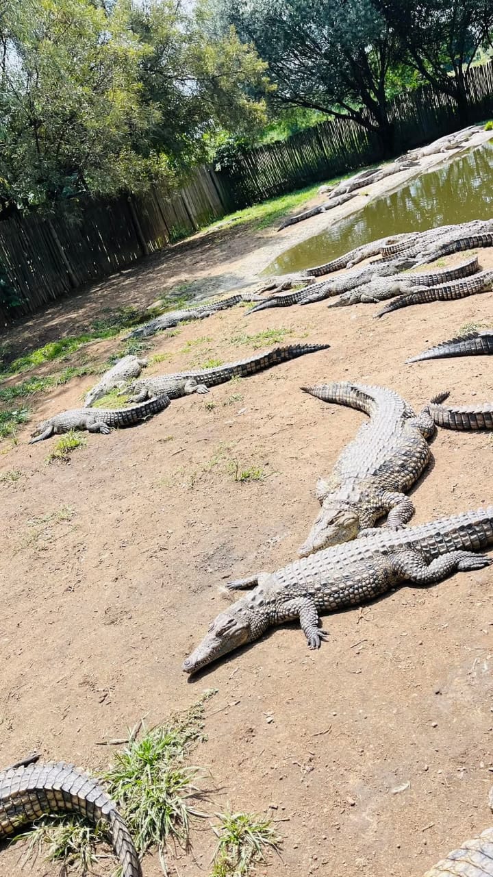 Croc City Crocodile & Reptile Park — 5