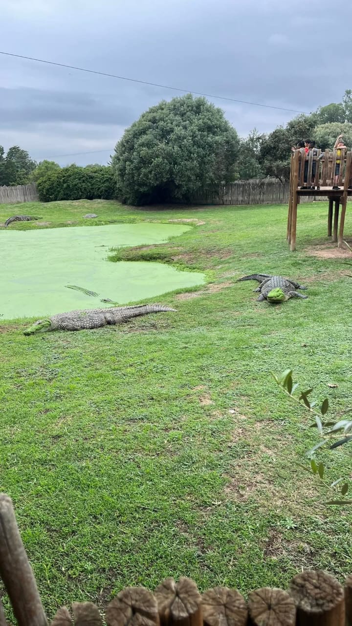 Croc City Crocodile & Reptile Park — 7