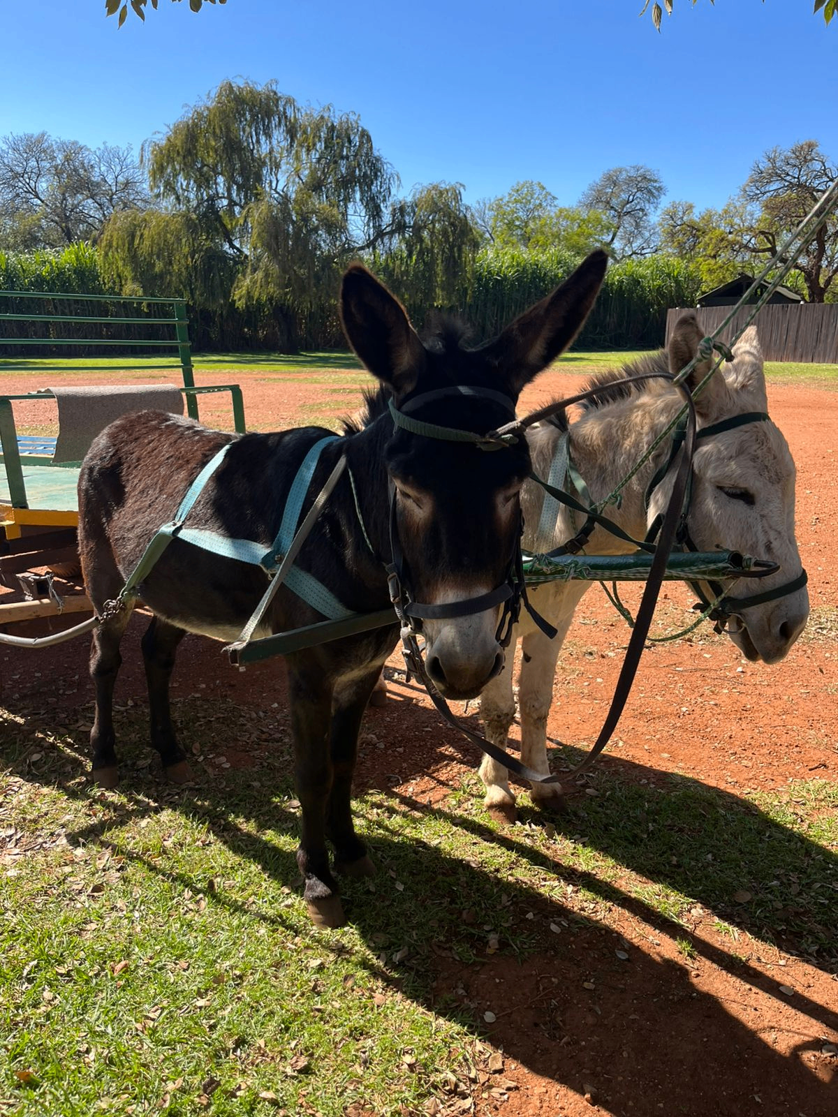The Farm Yard Tour — 4