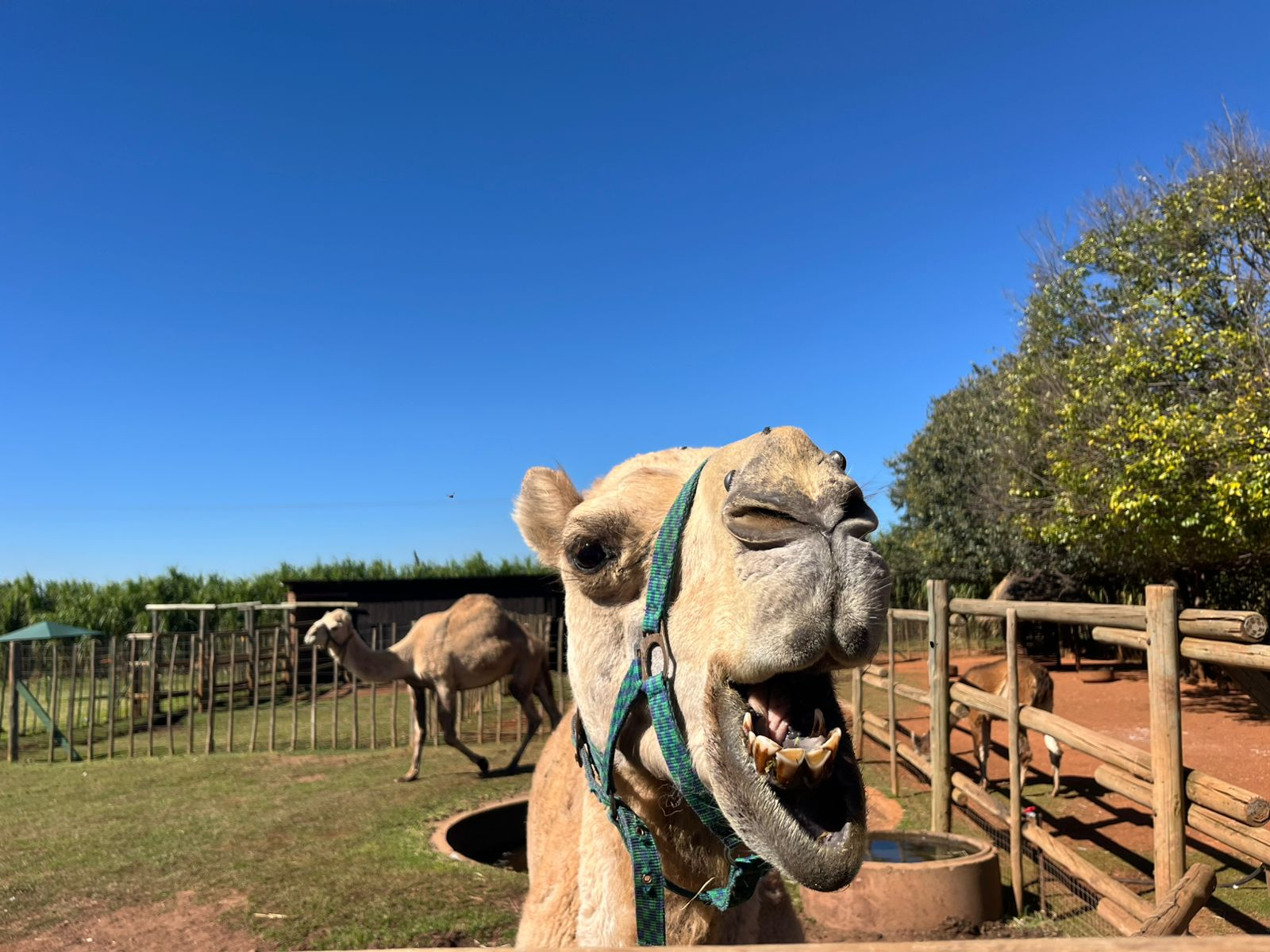 The Farm Yard Tour — 5