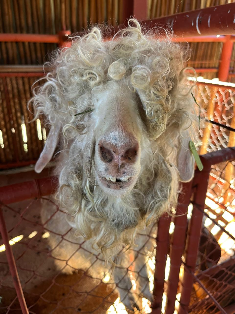 The Farm Yard Tour — 6