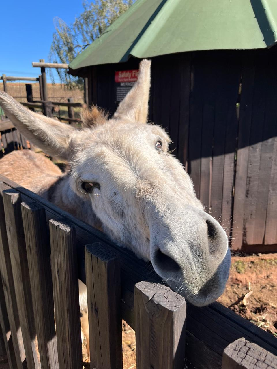 The Farm Yard Tour — 8