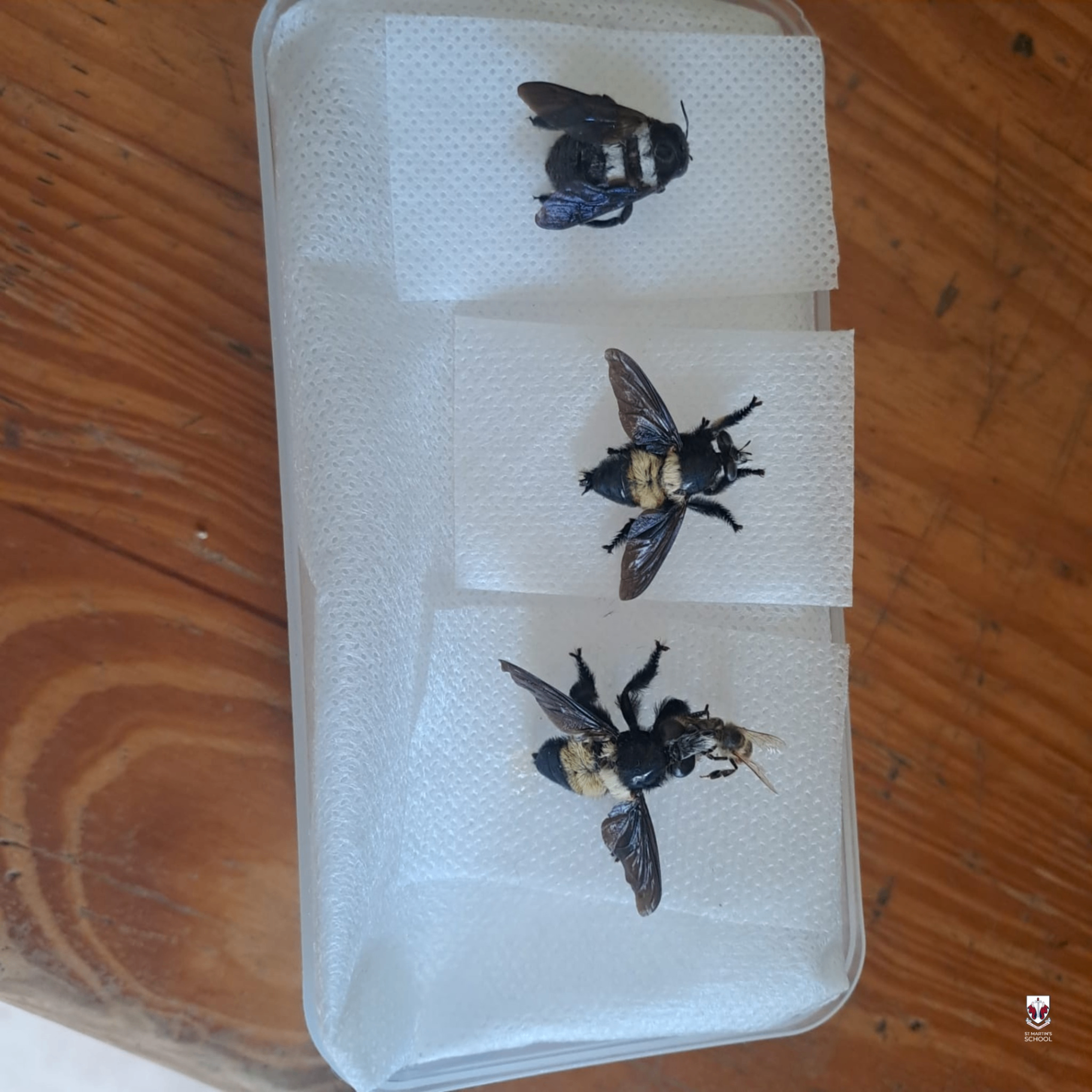 Honey Bee Education Centre — 1