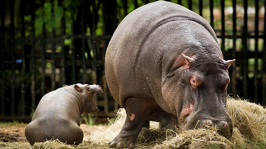 Johannesburg Zoo — 2