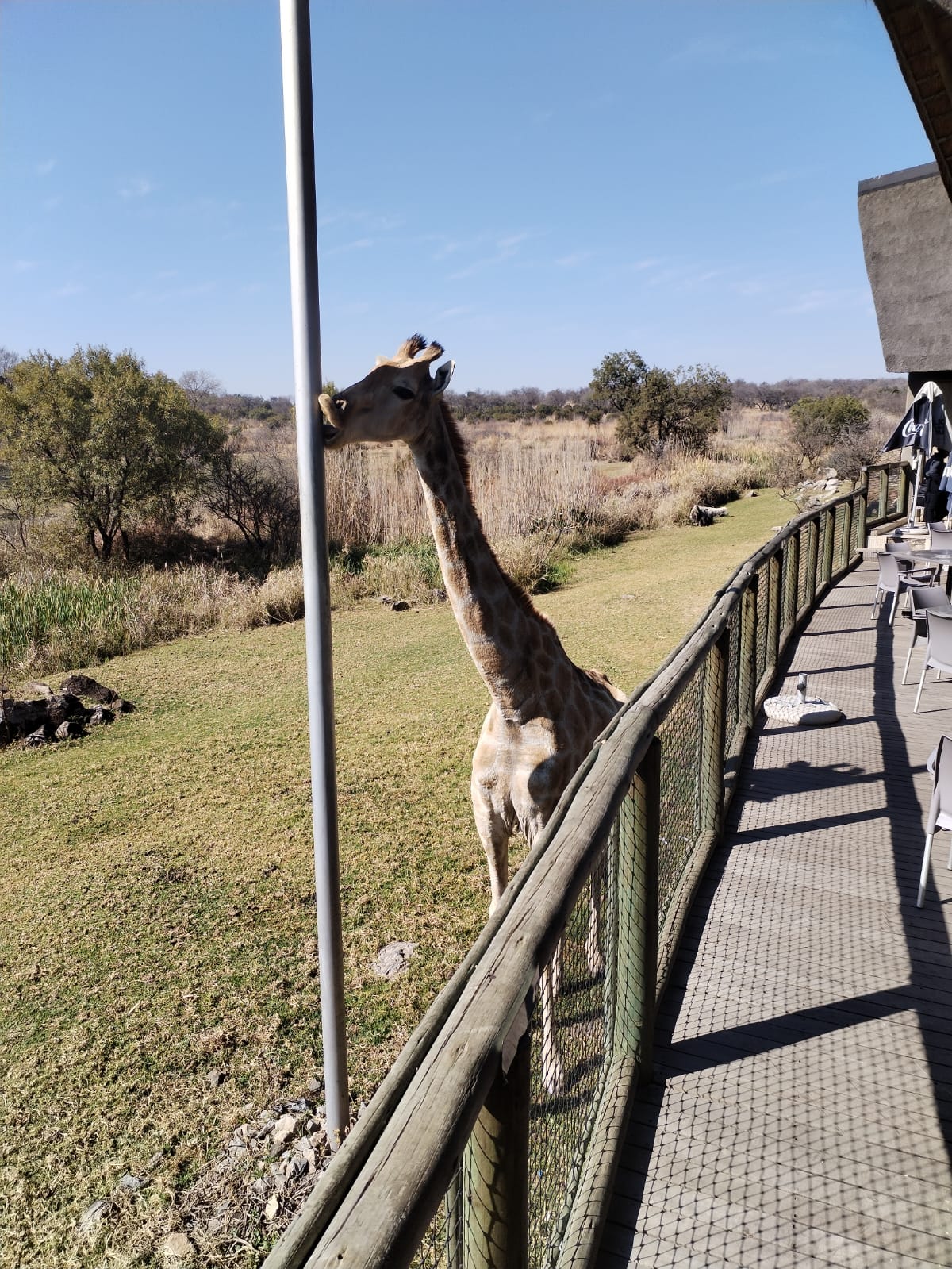 Lion & Safari Park — 5