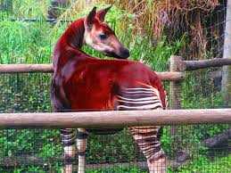 Lowry Park Zoo — 2
