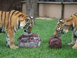 Lowry Park Zoo — 4