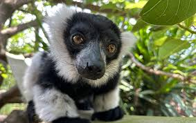 Lowry Park Zoo — 6