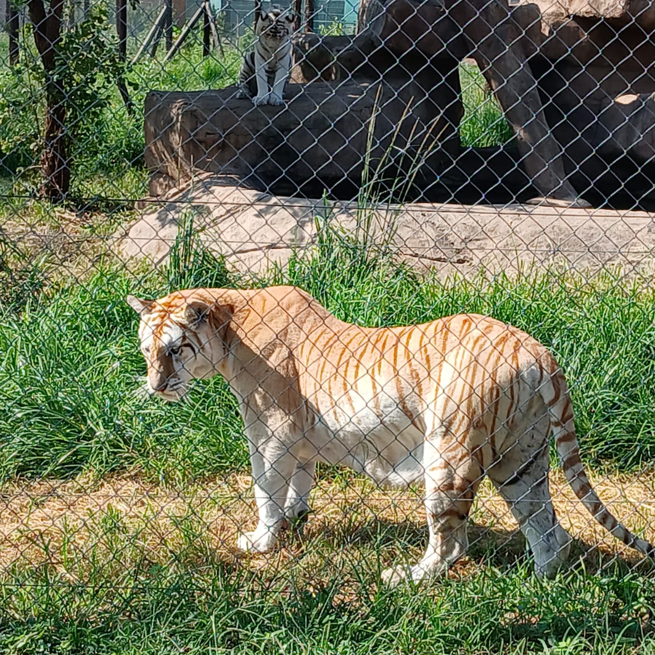 Mystic Monkeys & Feathers Wildlife Park — 10