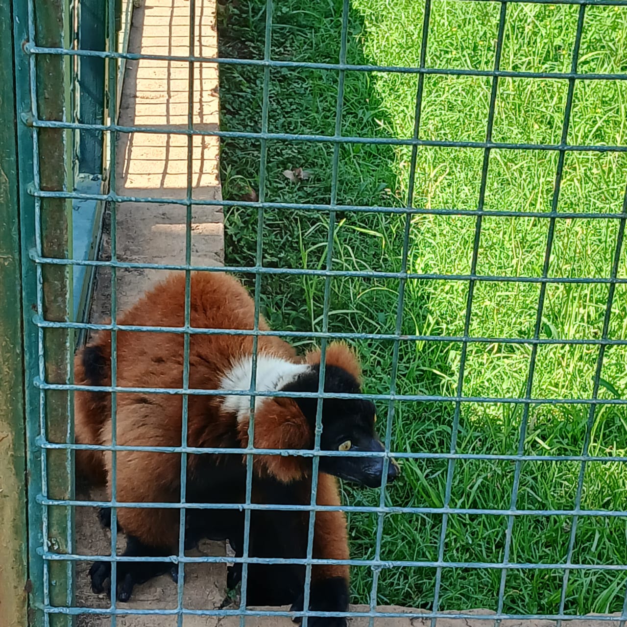 Mystic Monkeys & Feathers Wildlife Park — 9