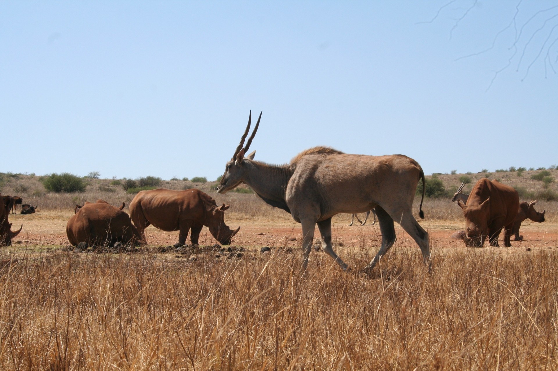 Bothongo Rhino & Lion Nature Reserve — 10