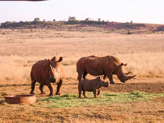 Bothongo Rhino & Lion Nature Reserve — 3