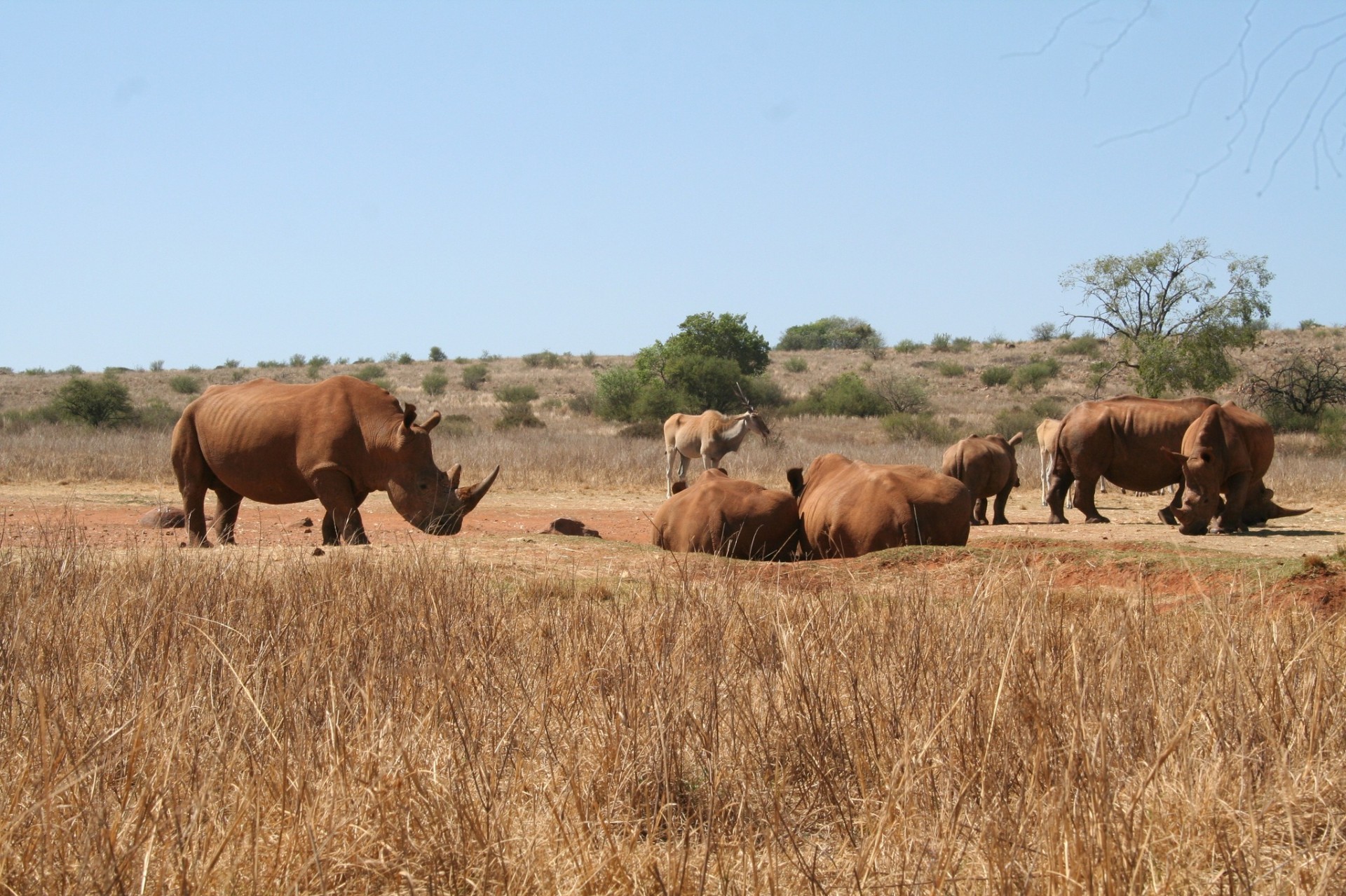 Bothongo Rhino & Lion Nature Reserve — 9
