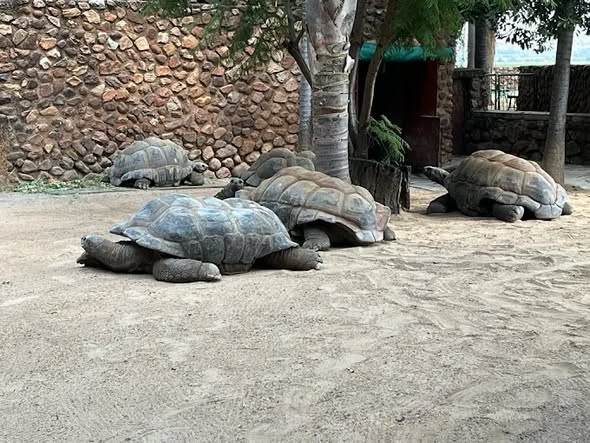 Hartbeespoort Snake & Animal Park — 1