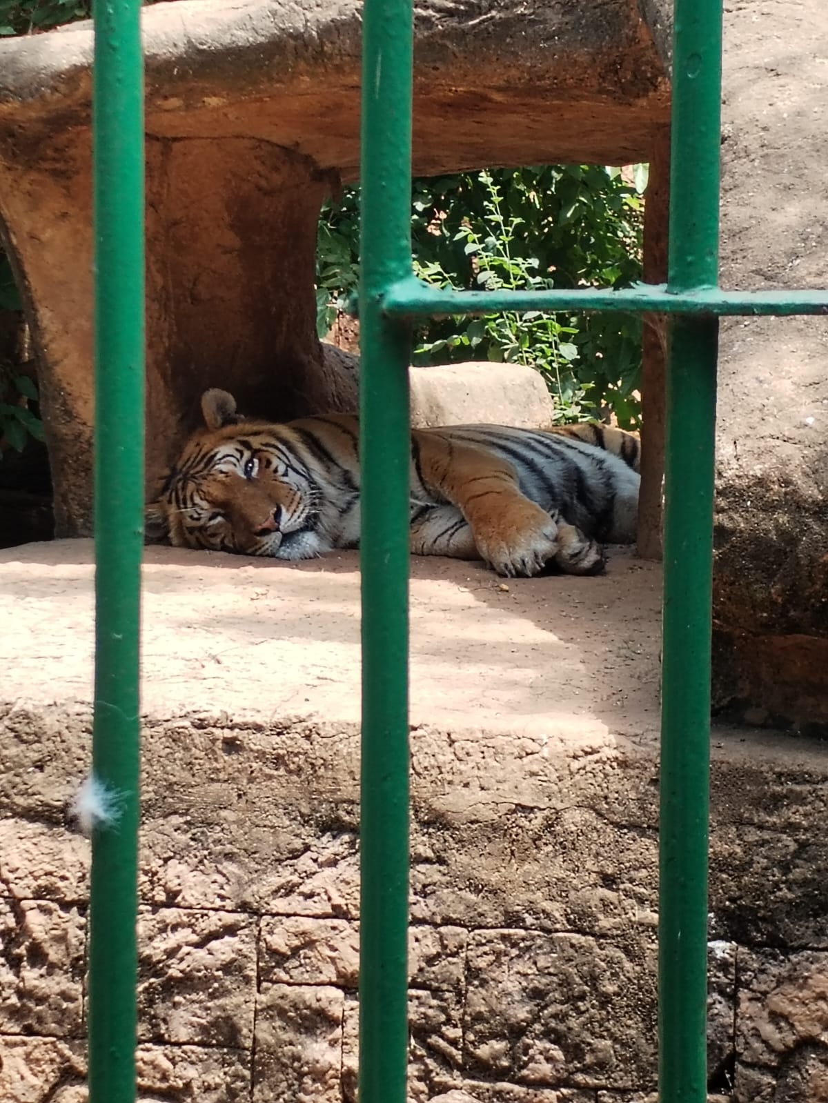 Hartbeespoort Snake & Animal Park — 10