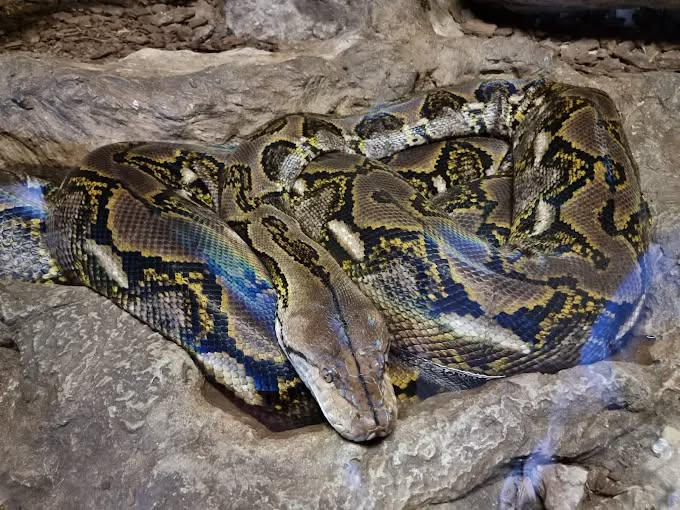 Hartbeespoort Snake & Animal Park — 3