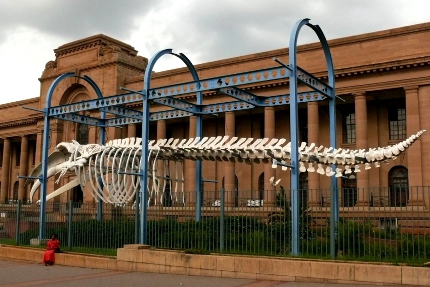 National Museum of Natural History (Transvaal Museum) — 1