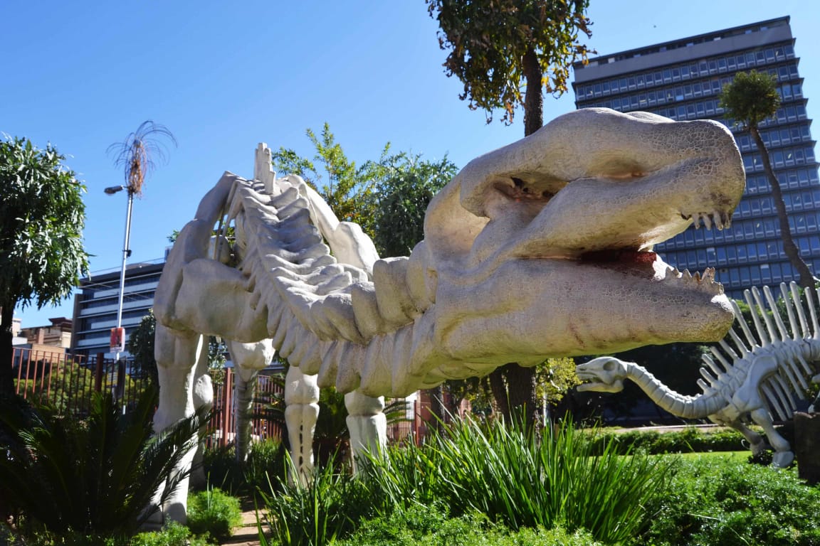 National Museum of Natural History (Transvaal Museum) — 4