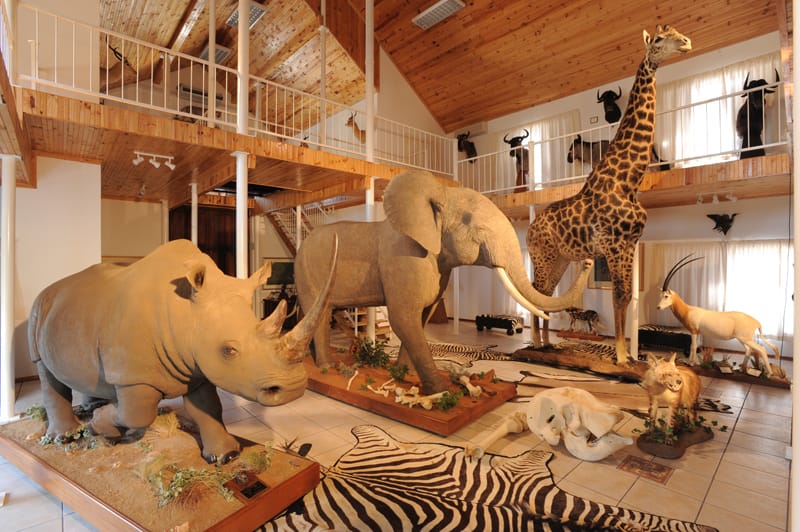 National Museum of Natural History (Transvaal Museum) — 6