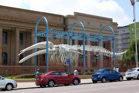 National Museum of Natural History (Transvaal Museum) — 8